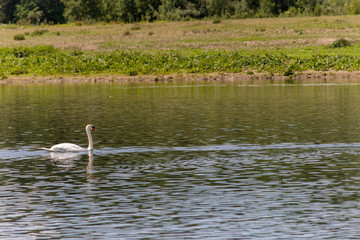 Mute swan swimming in the water in Spring