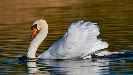 Fototapeta premium Swan on the water