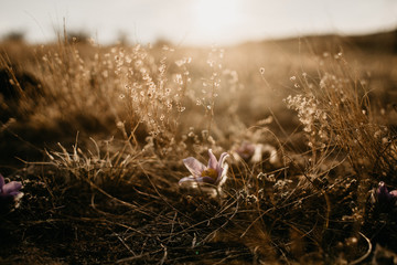sunset in the grass