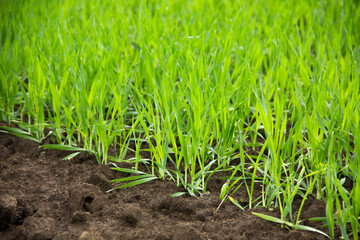 close-up young wheat seedlings grow from the ground in the field. young green sprouts of wheat, free space
