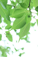Naklejka na ściany i meble 初夏の美しいオオシマザクラの葉