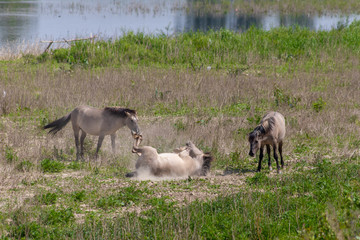 Konik breed horses roling in the sand of the meadows of the natural park Itteren near Maastricht alongside the river Meuse as part of a natural ecology system in this area