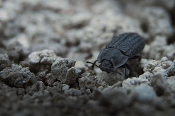 Galeruca tanaceti , black leaf beetle macro photo