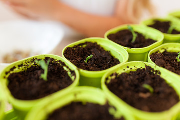 Small sprouts of peas in green pots, a home garden on the window