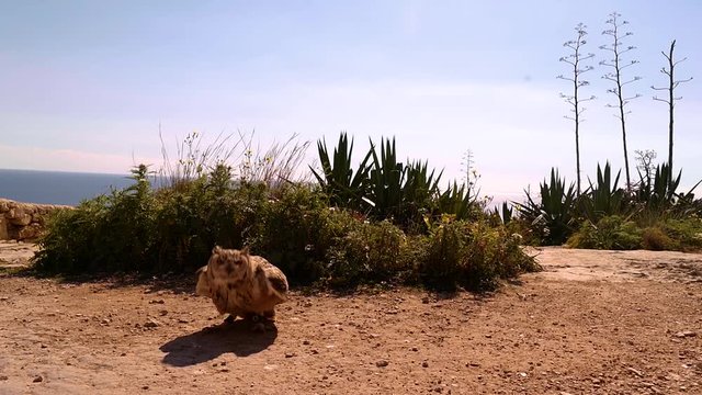 mediterranean owl