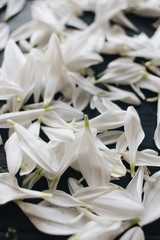 petals of tender white flowers on dark background