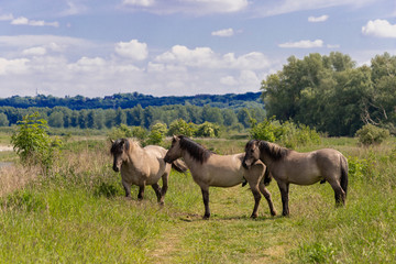 Naklejka na ściany i meble Konik breed horses grazing in the meadows of the natural park Itteren near Maastricht alongside the river Meuse as part of a natural ecology system in this area
