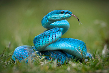 Blue Turquoise Trimeresurus Insularis
