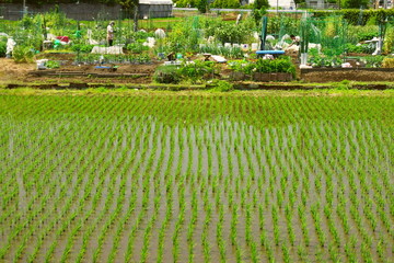 植田と貸し農園風景