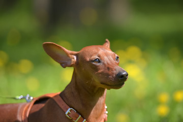 Miniature pinscher with uncut ears in the park