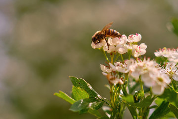 Close-up photo of a bee pollinating a white flower