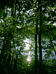 Refleks słońca miedzy drzewami.