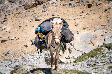The domestic donkey on the duty of carrying cargo on saddle in Fann mountains in Tajikistan