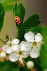 Red ladybird on a leaf and a tree of blossoms