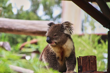 koala in a tree