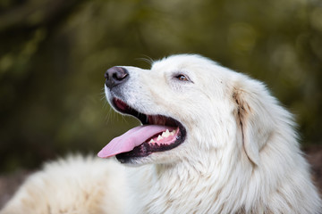 Maremma sheepdog free in nature, among plants, in the woods