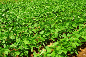 初夏の枝豆畑風景