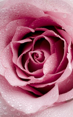 Floral background with beautiful gentle pink rose close up. Fresh rose in the dewdrops macro.