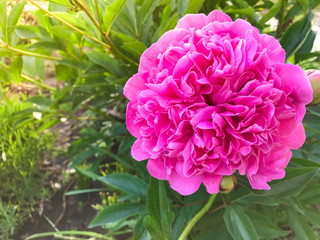 Сlose-up of beautiful pink flower pion in the garden with blurred green background