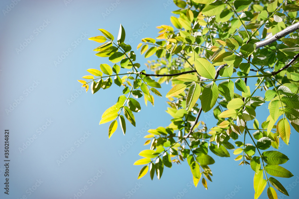 Aufkleber beautiful green tree look up. background pattern for design.