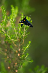 Priest Butterfly