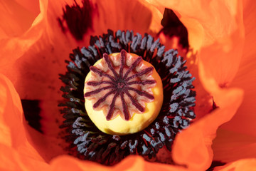 Red flowering poppy