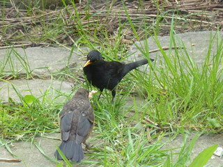 Bird parent feeding his grown-up offspring, common blackbird Turdus merula. Animal behaviour