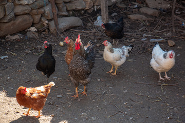 Fototapeta na wymiar Roaming chickens and roosters