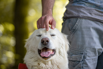 Maremma sheepdog free in nature, among plants, in the woods