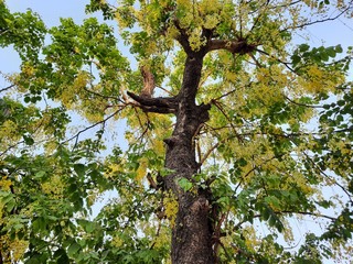 Naklejka premium tree in spring