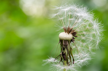 Close-up of a flying fluffy dandelion in a green field in summer. spring day in the park. dandelion seeds