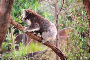 Koala climbing