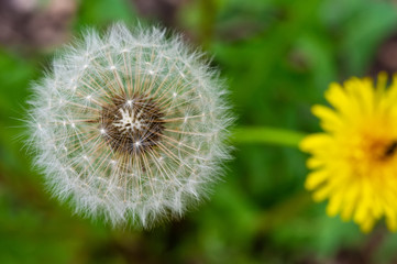 yellow fresh and white fluffy dandelions in spring park. flowering in the meadow. loose flowers without care in the wild