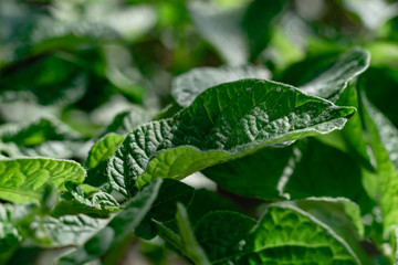 Close up beautiful potato leaf background texture plant.