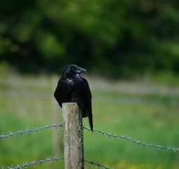 carrion crow sitting on post