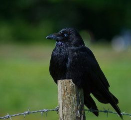 carrion crow sitting on post