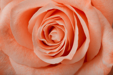 Floral background with beautiful gentle pink rose close up. Fresh rose in the photography.