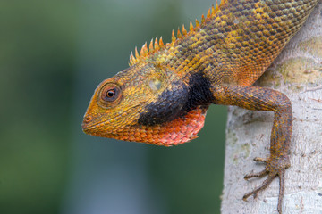 a wild Oriental garden lizard (Calotes versicolor) in the Sungei Buloh Wetland Reserve Singapore. it is found widely distributed in indo-Malaya. It has also been introduced in many other countries
