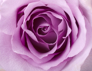 Floral background with beautiful gentle lilac rose close up. Fresh rose photography.