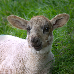 lambs and sheep in field