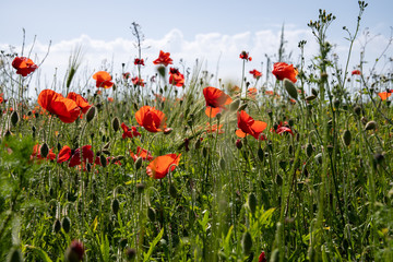 Red poppies (Papaver rhoeas) in a summer meadow in England