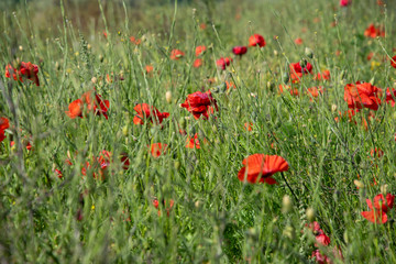 Fototapeta premium Red poppies (Papaver rhoeas) in a summer meadow in England