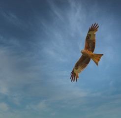 red kite in soaring in the sky