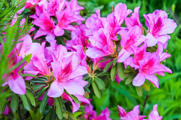 Naklejka premium Rhododendron bush blooms with pink flowers in the garden. Azalea blooming with bright lilac and purple flowers on a green bush in the sun. Ornamental plant for garden decoration