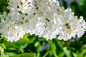 Lilac blooms in white flowers. Lilac bush blossomed in the sun on a soft green background