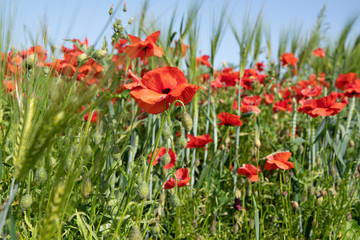 Red poppies (Papaver rhoeas) in a summer meadow in England