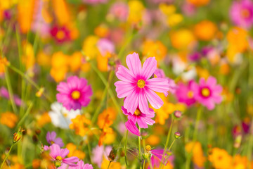 Colorful cosmos flowers in the garden..