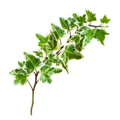 アイビー　つる植物の切り抜き素材