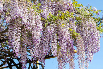 Wisteria blooms with long lilac flowers hanging down from a weaving trunk. Decorative decoration of...