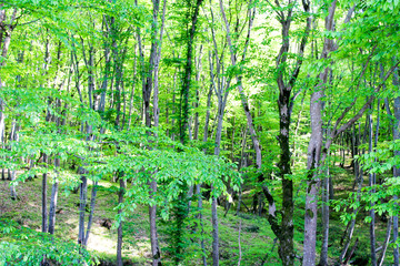 Wild green forest in the summer. Tall trees with moss and thick leaves, a log lies, wild earthen paths, a mysterious, calm and quiet place for walking and traveling